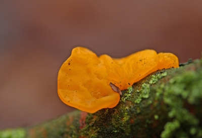 <i class='fa fa-user'></i>&nbsp;Cor&nbsp;|  Gele Trilzwam&nbsp; <i class='fa fa-eye'>&nbsp;92</i> &nbsp;<i class='fa fa-thumbs-up'>&nbsp;2</i> &nbsp; <i class='fa fa-comment-o'>&nbsp;11</i>