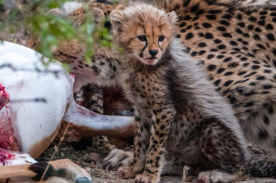 <i class='fa fa-user'></i>&nbsp;harrie69&nbsp;|  Jachtluipaard&nbsp; <i class='fa fa-eye'>&nbsp;129</i> &nbsp;<i class='fa fa-thumbs-up'>&nbsp;3</i> &nbsp; <i class='fa fa-comment-o'>&nbsp;4</i>