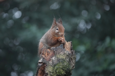 <i class='fa fa-user'></i>&nbsp;nelappelmelk&nbsp;|  Eekhoorn&nbsp; <i class='fa fa-eye'>&nbsp;121</i> &nbsp;<i class='fa fa-thumbs-up'>&nbsp;6</i> &nbsp; <i class='fa fa-comment-o'>&nbsp;13</i>