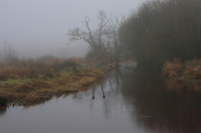 <i class='fa fa-user'></i>&nbsp;Tineke Strijbosch&nbsp;|  Mist in het landschap&nbsp; <i class='fa fa-eye'>&nbsp;91</i> &nbsp;<i class='fa fa-thumbs-up'>&nbsp;1</i> &nbsp; <i class='fa fa-comment-o'>&nbsp;8</i>