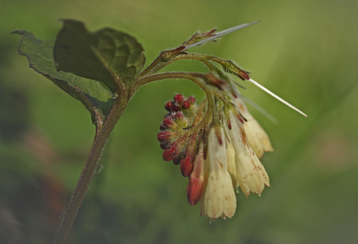 <i class='fa fa-user'></i>&nbsp;Cor&nbsp;|  Kruipende Smeerwortel&nbsp; <i class='fa fa-eye'>&nbsp;72</i> &nbsp;<i class='fa fa-thumbs-up'>&nbsp;5</i> &nbsp; <i class='fa fa-comment-o'>&nbsp;5</i>