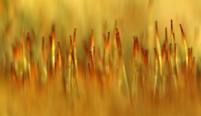 <i class='fa fa-user'></i>&nbsp;Nel R&nbsp;|  Gewoon Purpersteeltje&nbsp; <i class='fa fa-eye'>&nbsp;86</i> &nbsp;<i class='fa fa-thumbs-up'>&nbsp;3</i> &nbsp; <i class='fa fa-comment-o'>&nbsp;9</i>