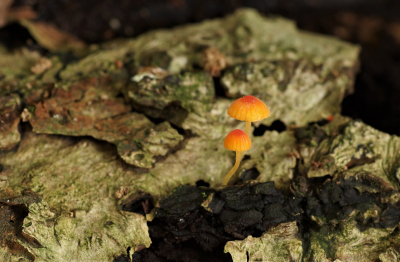 <i class='fa fa-user'></i>&nbsp;Jelle Bakker&nbsp;|  Oranje Dwergmycena&nbsp; <i class='fa fa-eye'>&nbsp;71</i> &nbsp;<i class='fa fa-thumbs-up'>&nbsp;3</i> &nbsp; <i class='fa fa-comment-o'>&nbsp;1</i>