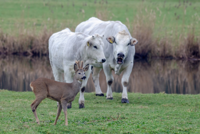 <i class='fa fa-user'></i>&nbsp;Eef Kieft&nbsp;|  Ree&nbsp; <i class='fa fa-eye'>&nbsp;137</i> &nbsp; <i class='fa fa-comment-o'>&nbsp;6</i>