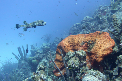 <i class='fa fa-user'></i>&nbsp;Vincent Rijnbende&nbsp;|  Gestippelde Egelvis&nbsp; <i class='fa fa-eye'>&nbsp;102</i> &nbsp;<i class='fa fa-thumbs-up'>&nbsp;6</i> &nbsp; <i class='fa fa-comment-o'>&nbsp;8</i>