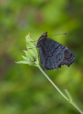 <i class='fa fa-user'></i>&nbsp;Louis&nbsp;|  Dagpauwoog&nbsp; <i class='fa fa-eye'>&nbsp;78</i> &nbsp;<i class='fa fa-thumbs-up'>&nbsp;3</i> &nbsp; <i class='fa fa-comment-o'>&nbsp;3</i>