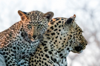 <i class='fa fa-user'></i>&nbsp;harrie69&nbsp;|  Luipaard&nbsp; <i class='fa fa-eye'>&nbsp;110</i> &nbsp;<i class='fa fa-thumbs-up'>&nbsp;1</i> &nbsp; <i class='fa fa-comment-o'>&nbsp;6</i>