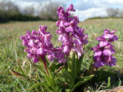 <i class='fa fa-user'></i>&nbsp;A. Soeting&nbsp;|  Harlekijn&nbsp; <i class='fa fa-eye'>&nbsp;90</i> &nbsp;<i class='fa fa-thumbs-up'>&nbsp;2</i> &nbsp; <i class='fa fa-comment-o'>&nbsp;4</i>