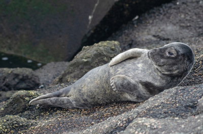 <i class='fa fa-user'></i>&nbsp;Eef Kieft&nbsp;|  Grijze Zeehond&nbsp; <i class='fa fa-eye'>&nbsp;112</i> &nbsp;<i class='fa fa-thumbs-up'>&nbsp;1</i> &nbsp; <i class='fa fa-comment-o'>&nbsp;7</i>