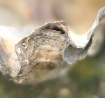 In de kerstvakantie verschillende dingen gefotografeerd, waaronder geprobeerd om een oester eens heel anders te bekijken en een klein detail op de foto te zetten. Het is hierdoor eigenlijk niet meer duidelijk dat het om een oester gaat. Leuk om wat dingen eens uit te proberen.