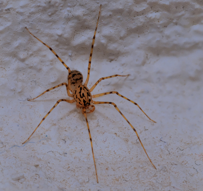 <i class='fa fa-user'></i>&nbsp;janvangastel&nbsp;|  Getijgerde Lijmspuiter&nbsp; <i class='fa fa-eye'>&nbsp;94</i> &nbsp;<i class='fa fa-thumbs-up'>&nbsp;3</i> &nbsp; <i class='fa fa-comment-o'>&nbsp;3</i>