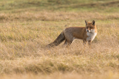 <i class='fa fa-user'></i>&nbsp;Patrick Blom&nbsp;|  Vos&nbsp; <i class='fa fa-eye'>&nbsp;129</i> &nbsp;<i class='fa fa-thumbs-up'>&nbsp;4</i> &nbsp; <i class='fa fa-comment-o'>&nbsp;7</i>