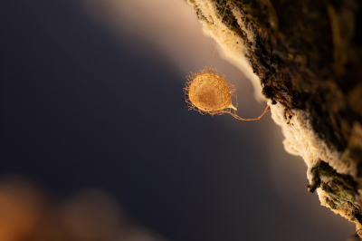 <i class='fa fa-user'></i>&nbsp;Bemaliri&nbsp;|  Spinneneter sp.&nbsp; <i class='fa fa-eye'>&nbsp;146</i> &nbsp;<i class='fa fa-thumbs-up'>&nbsp;5</i> &nbsp; <i class='fa fa-comment-o'>&nbsp;12</i>