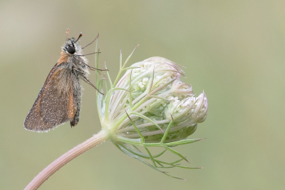 <i class='fa fa-user'></i>&nbsp;Johan van Gurp&nbsp;|  Geelsprietdikkopje&nbsp; <i class='fa fa-eye'>&nbsp;92</i> &nbsp;<i class='fa fa-thumbs-up'>&nbsp;9</i> &nbsp; <i class='fa fa-comment-o'>&nbsp;8</i>
