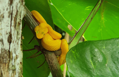 <i class='fa fa-user'></i>&nbsp;momo&nbsp;|  Schlegel's Groefkopadder&nbsp; <i class='fa fa-eye'>&nbsp;150</i> &nbsp; <i class='fa fa-comment-o'>&nbsp;8</i>