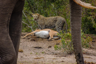 <i class='fa fa-user'></i>&nbsp;harrie69&nbsp;|  Luipaard&nbsp; <i class='fa fa-eye'>&nbsp;174</i> &nbsp;<i class='fa fa-thumbs-up'>&nbsp;3</i> &nbsp; <i class='fa fa-comment-o'>&nbsp;3</i>