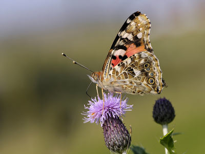 <i class='fa fa-user'></i>&nbsp;Mignon-Creative&nbsp;|  Distelvlinder&nbsp; <i class='fa fa-eye'>&nbsp;85</i> &nbsp;<i class='fa fa-thumbs-up'>&nbsp;7</i> &nbsp; <i class='fa fa-comment-o'>&nbsp;9</i>