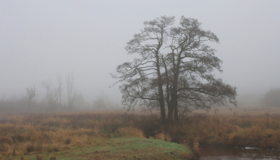 Natuur foto: 1. Mist in het landschap (2)