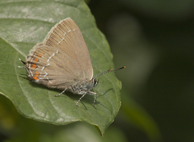 <i class='fa fa-user'></i>&nbsp;Louis&nbsp;|  Bruine Eikenpage&nbsp; <i class='fa fa-eye'>&nbsp;75</i> &nbsp;<i class='fa fa-thumbs-up'>&nbsp;3</i> &nbsp; <i class='fa fa-comment-o'>&nbsp;4</i>