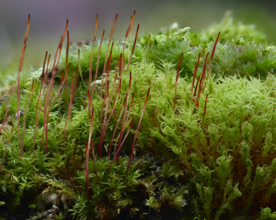 <i class='fa fa-user'></i>&nbsp;janvangastel&nbsp;|  Gewoon Purpersteeltje&nbsp; <i class='fa fa-eye'>&nbsp;65</i> &nbsp;<i class='fa fa-thumbs-up'>&nbsp;2</i> &nbsp; <i class='fa fa-comment-o'>&nbsp;3</i>