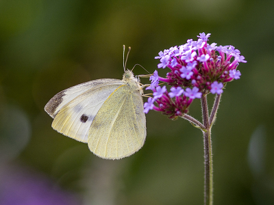 <i class='fa fa-user'></i>&nbsp;Mignon-Creative&nbsp;|  Klein Koolwitje&nbsp; <i class='fa fa-eye'>&nbsp;72</i> &nbsp;<i class='fa fa-thumbs-up'>&nbsp;3</i> &nbsp; <i class='fa fa-comment-o'>&nbsp;4</i>