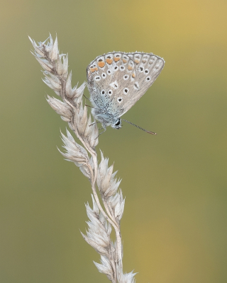 <i class='fa fa-user'></i>&nbsp;Johan van Gurp&nbsp;|  Icarusblauwtje&nbsp; <i class='fa fa-eye'>&nbsp;56</i> &nbsp; <i class='fa fa-comment-o'>&nbsp;3</i>