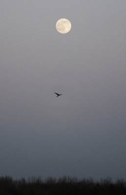 Vanavond naar de Vulkaan, het hoogsteduin van Den Haag, om de volle maan te zien. Een torenvalk, op zoek naar een laat maaltje, completeerde het tafereel.