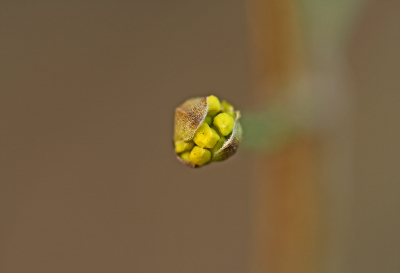 <i class='fa fa-user'></i>&nbsp;Cor&nbsp;|  Gele Kornoelje&nbsp; <i class='fa fa-eye'>&nbsp;119</i> &nbsp;<i class='fa fa-thumbs-up'>&nbsp;9</i> &nbsp; <i class='fa fa-comment-o'>&nbsp;10</i>