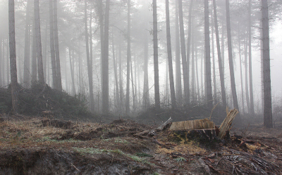 <i class='fa fa-user'></i>&nbsp;Paul Vandebroek&nbsp;|  Bosbeheer&nbsp; <i class='fa fa-eye'>&nbsp;106</i> &nbsp;<i class='fa fa-thumbs-up'>&nbsp;1</i> &nbsp; <i class='fa fa-comment-o'>&nbsp;4</i>