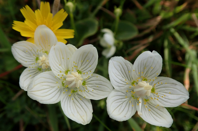 <i class='fa fa-user'></i>&nbsp;A. Soeting&nbsp;|  Parnassia&nbsp; <i class='fa fa-eye'>&nbsp;105</i> &nbsp;<i class='fa fa-thumbs-up'>&nbsp;6</i> &nbsp; <i class='fa fa-comment-o'>&nbsp;9</i>