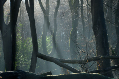 <i class='fa fa-user'></i>&nbsp;mauritskoenen48&nbsp;|  Bomen in Sprielderbos&nbsp; <i class='fa fa-eye'>&nbsp;94</i> &nbsp;<i class='fa fa-thumbs-up'>&nbsp;2</i> &nbsp; <i class='fa fa-comment-o'>&nbsp;6</i>