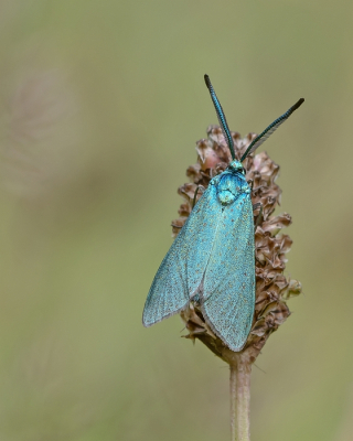 <i class='fa fa-user'></i>&nbsp;Johan van Gurp&nbsp;|  Metaalvlinder&nbsp; <i class='fa fa-eye'>&nbsp;91</i> &nbsp;<i class='fa fa-thumbs-up'>&nbsp;3</i> &nbsp; <i class='fa fa-comment-o'>&nbsp;9</i>