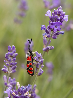 <i class='fa fa-user'></i>&nbsp;Mignon-Creative&nbsp;|  Oogvlek-sint-jansvlinder&nbsp; <i class='fa fa-eye'>&nbsp;122</i> &nbsp;<i class='fa fa-thumbs-up'>&nbsp;15</i> &nbsp; <i class='fa fa-comment-o'>&nbsp;9</i>