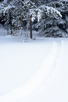 <i class='fa fa-user'></i>&nbsp;Jan Luit&nbsp;|  Oerzon of Noord-Amerikaans Boomstekelvarken&nbsp; <i class='fa fa-eye'>&nbsp;107</i> &nbsp; <i class='fa fa-comment-o'>&nbsp;6</i>