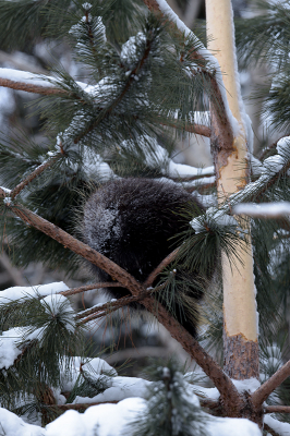 <i class='fa fa-user'></i>&nbsp;Jan Luit&nbsp;|  Oerzon of Noord-Amerikaans Boomstekelvarken&nbsp; <i class='fa fa-eye'>&nbsp;91</i> &nbsp; <i class='fa fa-comment-o'>&nbsp;3</i>