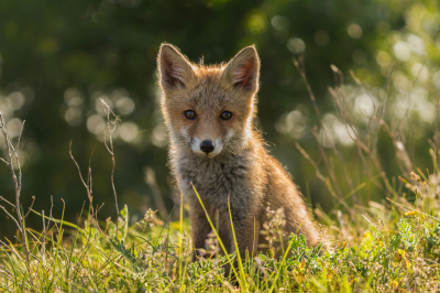 <i class='fa fa-user'></i>&nbsp;Patrick Blom&nbsp;|  Vos&nbsp; <i class='fa fa-eye'>&nbsp;136</i> &nbsp;<i class='fa fa-thumbs-up'>&nbsp;6</i> &nbsp; <i class='fa fa-comment-o'>&nbsp;7</i>