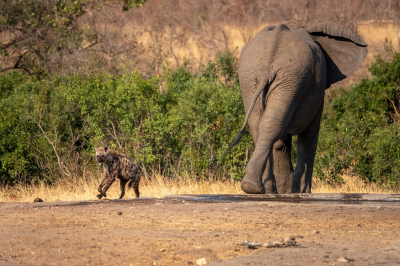 <i class='fa fa-user'></i>&nbsp;harrie69&nbsp;|  Gevlekte Hyena&nbsp; <i class='fa fa-eye'>&nbsp;130</i> &nbsp; <i class='fa fa-comment-o'>&nbsp;4</i>