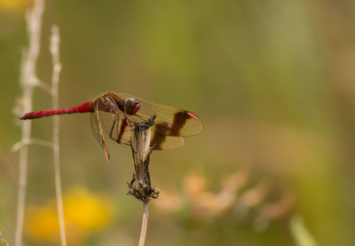 <i class='fa fa-user'></i>&nbsp;Louis&nbsp;|  Bandheidelibel&nbsp; <i class='fa fa-eye'>&nbsp;78</i> &nbsp;<i class='fa fa-thumbs-up'>&nbsp;2</i> &nbsp; <i class='fa fa-comment-o'>&nbsp;8</i>
