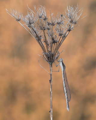 <i class='fa fa-user'></i>&nbsp;Johan van Gurp&nbsp;|  Bruine Winterjuffer&nbsp; <i class='fa fa-eye'>&nbsp;84</i> &nbsp;<i class='fa fa-thumbs-up'>&nbsp;4</i> &nbsp; <i class='fa fa-comment-o'>&nbsp;6</i>