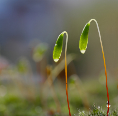 <i class='fa fa-user'></i>&nbsp;janvangastel&nbsp;|  Gewoon Sterrenmos&nbsp; <i class='fa fa-eye'>&nbsp;82</i> &nbsp; <i class='fa fa-comment-o'>&nbsp;3</i>