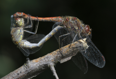 <i class='fa fa-user'></i>&nbsp;Mignon-Creative&nbsp;|  Bruinrode Heidelibel&nbsp; <i class='fa fa-eye'>&nbsp;83</i> &nbsp;<i class='fa fa-thumbs-up'>&nbsp;5</i> &nbsp; <i class='fa fa-comment-o'>&nbsp;3</i>