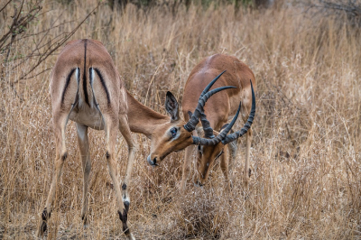 <i class='fa fa-user'></i>&nbsp;harrie69&nbsp;|  Impala&nbsp; <i class='fa fa-eye'>&nbsp;107</i> &nbsp; <i class='fa fa-comment-o'>&nbsp;4</i>