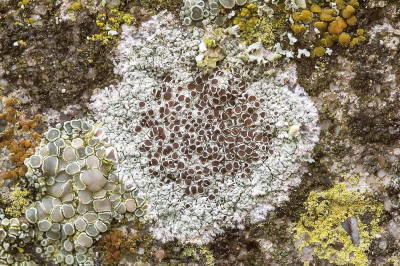 <i class='fa fa-user'></i>&nbsp;Johan van Gurp&nbsp;|  Kastanjebruine Schotelkorst&nbsp; <i class='fa fa-eye'>&nbsp;83</i> &nbsp;<i class='fa fa-thumbs-up'>&nbsp;4</i> &nbsp; <i class='fa fa-comment-o'>&nbsp;5</i>