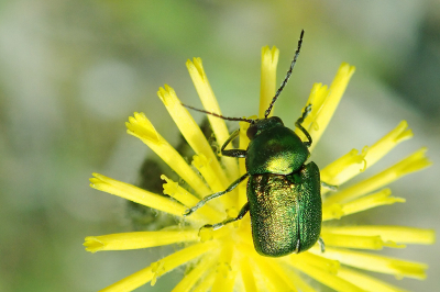 <i class='fa fa-user'></i>&nbsp;A. Soeting&nbsp;|  Cryptocephalus aureolus&nbsp; <i class='fa fa-eye'>&nbsp;73</i> &nbsp; <i class='fa fa-comment-o'>&nbsp;6</i>