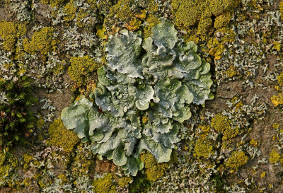 <i class='fa fa-user'></i>&nbsp;Cor&nbsp;|  Witstippelschildmos&nbsp; <i class='fa fa-eye'>&nbsp;71</i> &nbsp;<i class='fa fa-thumbs-up'>&nbsp;3</i> &nbsp; <i class='fa fa-comment-o'>&nbsp;6</i>