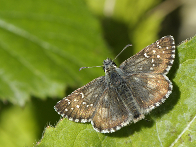 <i class='fa fa-user'></i>&nbsp;Mignon-Creative&nbsp;|  Westelijk Spikkeldikkopje&nbsp; <i class='fa fa-eye'>&nbsp;92</i> &nbsp;<i class='fa fa-thumbs-up'>&nbsp;9</i> &nbsp; <i class='fa fa-comment-o'>&nbsp;6</i>