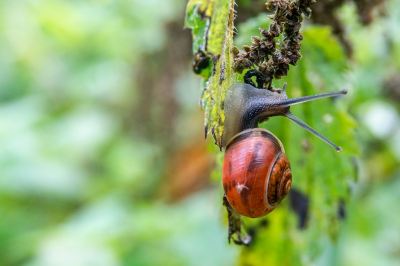 <i class='fa fa-user'></i>&nbsp;harrie69&nbsp;|  Zwartgerande Tuinslak&nbsp; <i class='fa fa-eye'>&nbsp;109</i> &nbsp; <i class='fa fa-comment-o'>&nbsp;8</i>