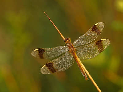 <i class='fa fa-user'></i>&nbsp;Louis&nbsp;|  Bandheidelibel&nbsp; <i class='fa fa-eye'>&nbsp;84</i> &nbsp;<i class='fa fa-thumbs-up'>&nbsp;7</i> &nbsp; <i class='fa fa-comment-o'>&nbsp;5</i>