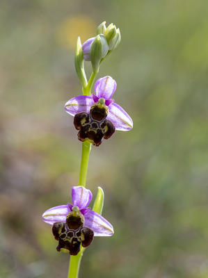 <i class='fa fa-user'></i>&nbsp;Mignon-Creative&nbsp;|  Hommelorchis&nbsp; <i class='fa fa-eye'>&nbsp;89</i> &nbsp;<i class='fa fa-thumbs-up'>&nbsp;1</i> &nbsp; <i class='fa fa-comment-o'>&nbsp;3</i>