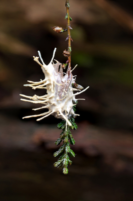 <i class='fa fa-user'></i>&nbsp;Bemaliri&nbsp;|  Cordyceps tuberculata&nbsp; <i class='fa fa-eye'>&nbsp;128</i> &nbsp; <i class='fa fa-comment-o'>&nbsp;4</i>